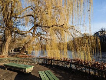 Bare trees in park