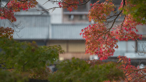 autumn