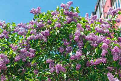 plant
