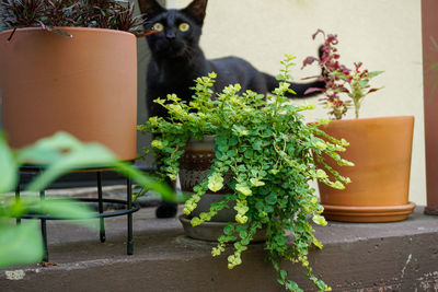 Close-up of small potted plant