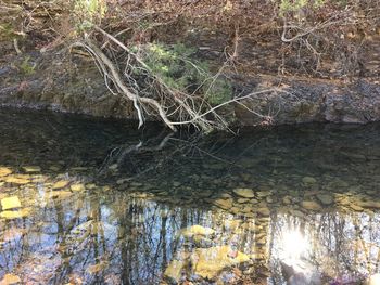 Close-up of tree trunk in water