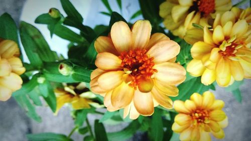 Close-up of flowers blooming outdoors