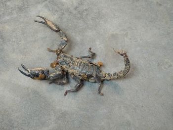 High angle view of dirty scorpion