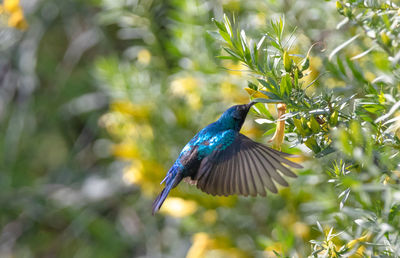 Close-up of bird perching on plant