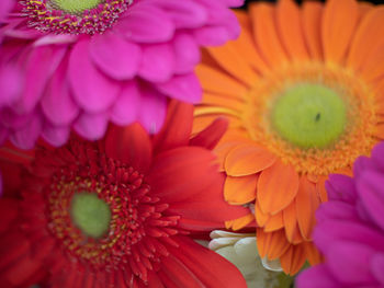 Close-up of pink daisy flower