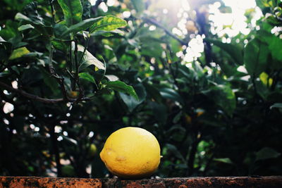 Close-up of lemon