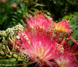 Close-up of pink flowers