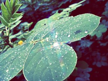 Close-up of dew drops on leaves