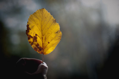 Close-up of hand holding yellow leaf