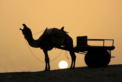 Silhouette animal on a land against sunset sky