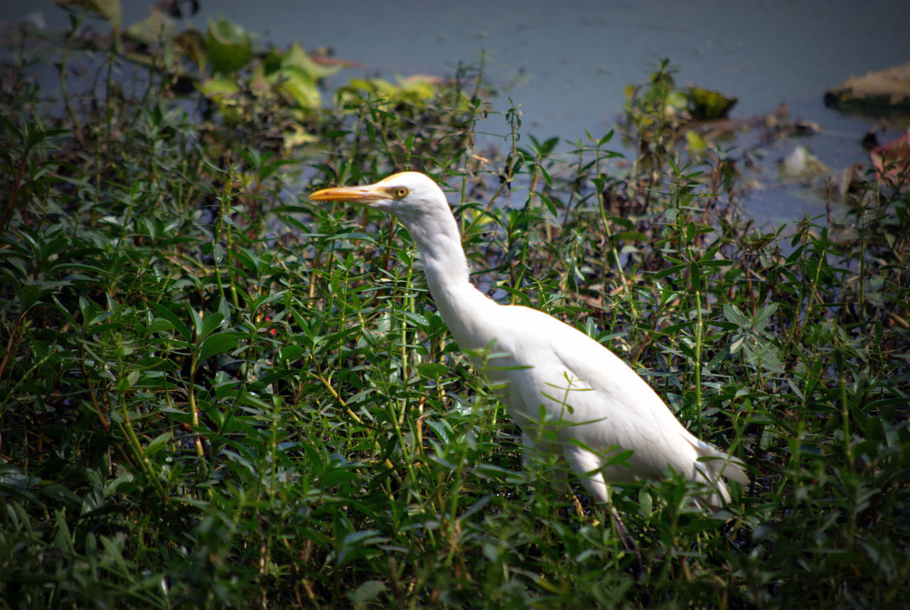 Cattle Egret,