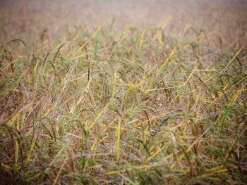 Full frame shot of grass on field