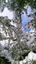 Low angle view of tree against sky