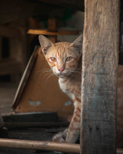 Portrait of cat on tree trunk