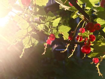 Close-up of red berries growing on tree