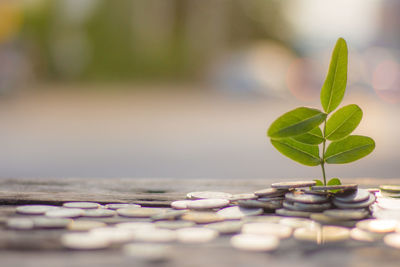 Close-up of fresh green plant with pebbles