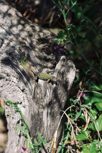 Close-up of insect on tree