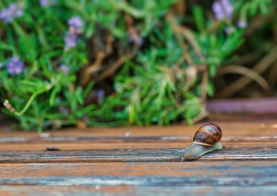 Close-up of snail on plant