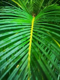 Close-up of palm tree leaves