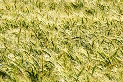 Full frame shot of corn field