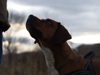 Close-up of dog looking away against sky