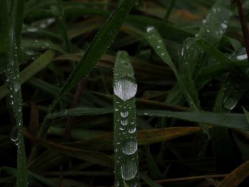 Close-up of wet plants during winter