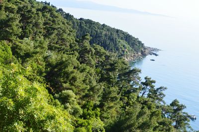 Scenic view of sea and trees against sky