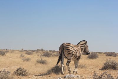 Zebras on the ground