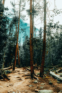 Scenic view of forest against sky