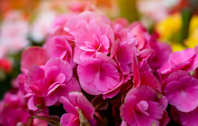 Close-up of pink flowering plants