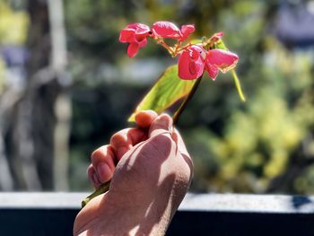 Close-up of hand holding red flowering plant