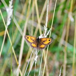 Close-up of butterfly on grass