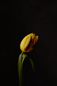 Close-up of yellow flower against black background