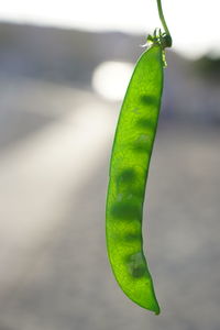 Close-up of green leaf on plant