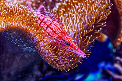 Close-up of fish swimming in sea