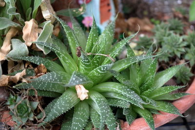 Close-up of water drops on plant