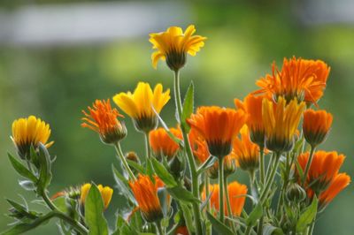 Close-up of yellow flower