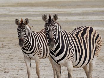 Close-up of zebras standing outdoors