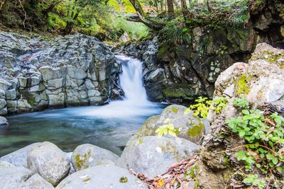 Scenic view of waterfall in forest