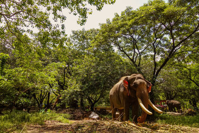 Elephants standing on field against trees