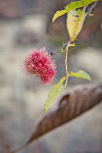 Close-up of red flowering plant