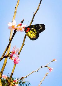 Close-up of butterfly perching on flower