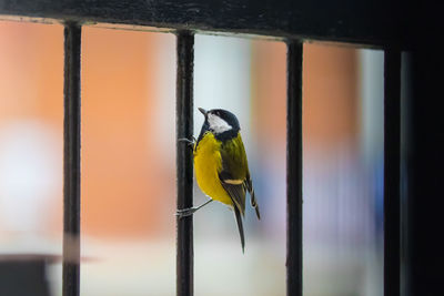 Close-up of bird perching