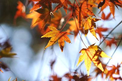 Low angle view of maple leaves on tree