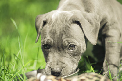 Close-up portrait of a dog