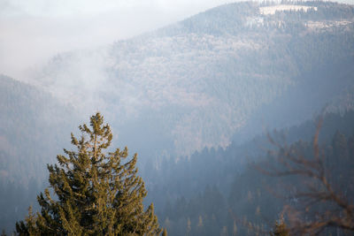 Trees in forest against sky during winter