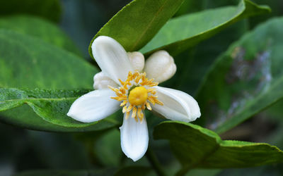 Close-up of white flowering plant