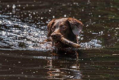 Portrait of dog in lake