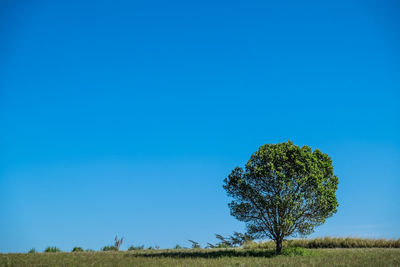 Tree on field against clear blue sky