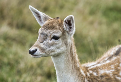 Close-up of an animal